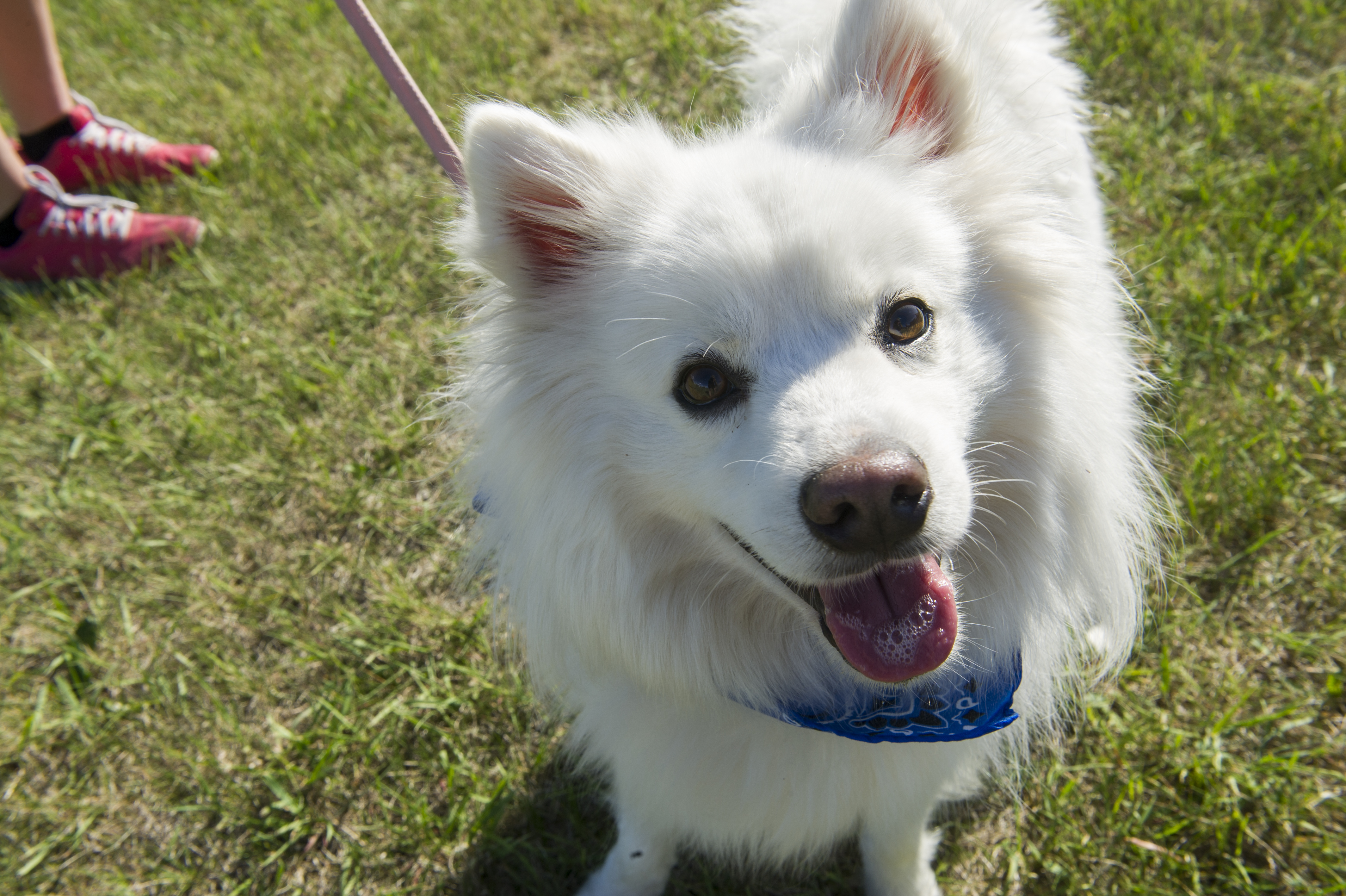 9 Signs Your Samoyed Loves You Too Much And He S Obsessed