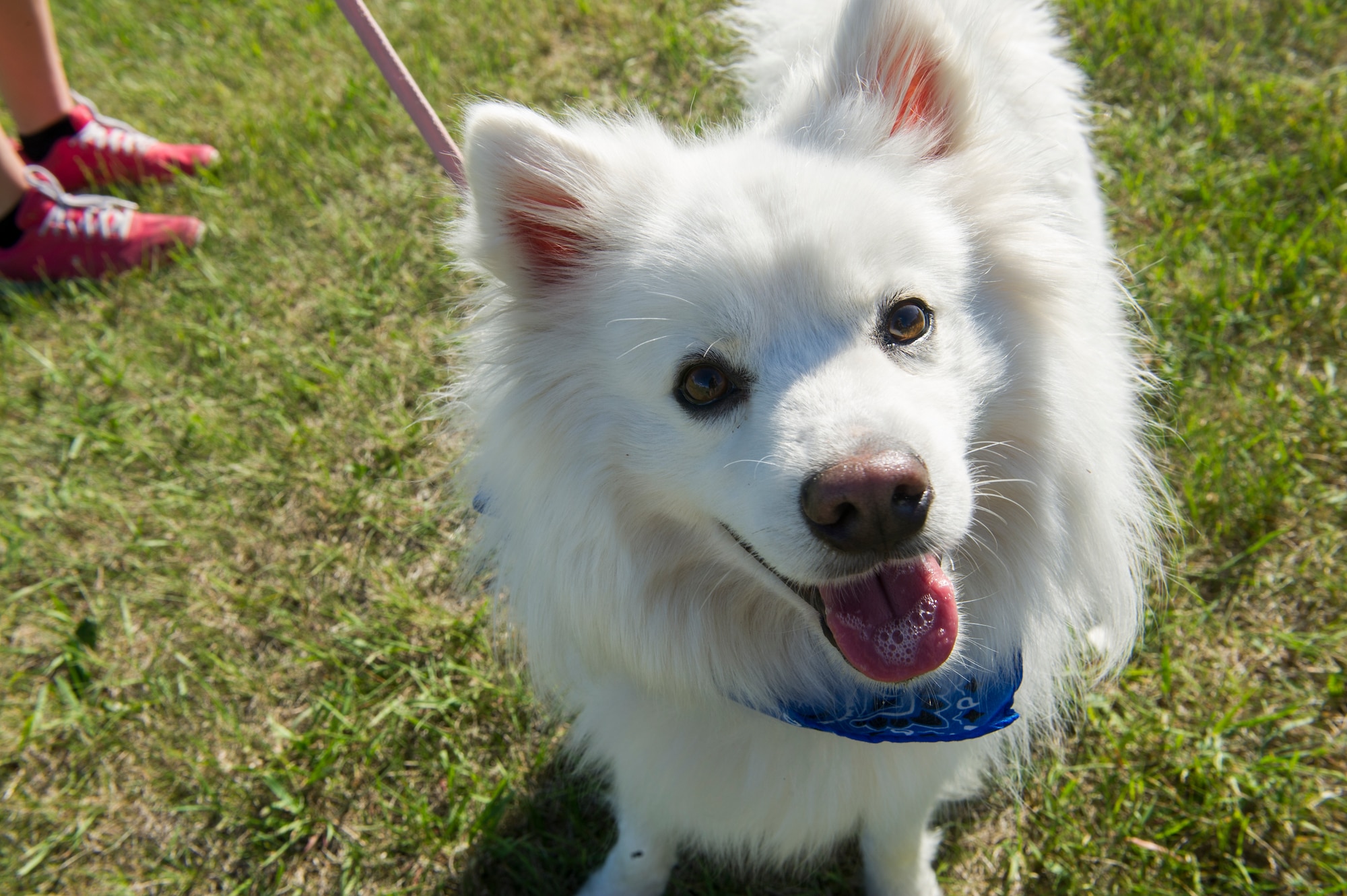 A dog poses for a photo during the Shaggy Shuffle at Minot Air Force Base, N.D., May 24, 2016. During the event, participants went for a walk and then had a friendly competition for various pet categories, where this dog won “Best Trick.” (U.S. Air Force photo/Senior Airman Apryl Hall)