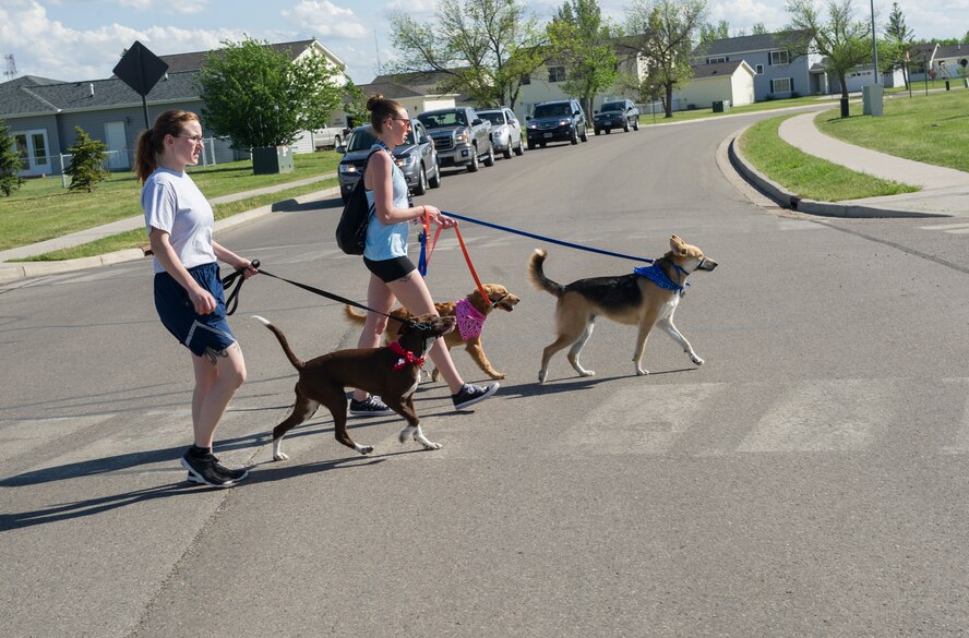Participants walk their dogs during the Shaggy Shuffle at Minot Air Force Base, N.D., May 24, 2016. The second-annual Shaggy Shuffle was an event to raise awareness for pet abuse. (U.S. Air Force photo/Senior Airman Apryl Hall)