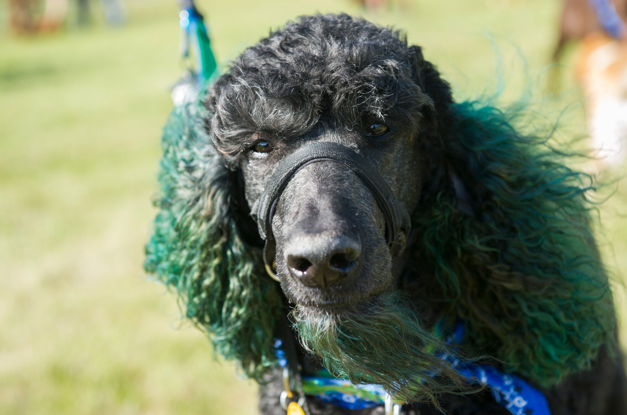 Alex poses for a photo during the Shaggy Shuffle at Minot Air Force Base, N.D., May 24, 2016. During the event, participants went for a walk and then had a friendly competition for various pet categories, where Alex won “Funniest Dog.” (U.S. Air Force photo/Senior Airman Apryl Hall)