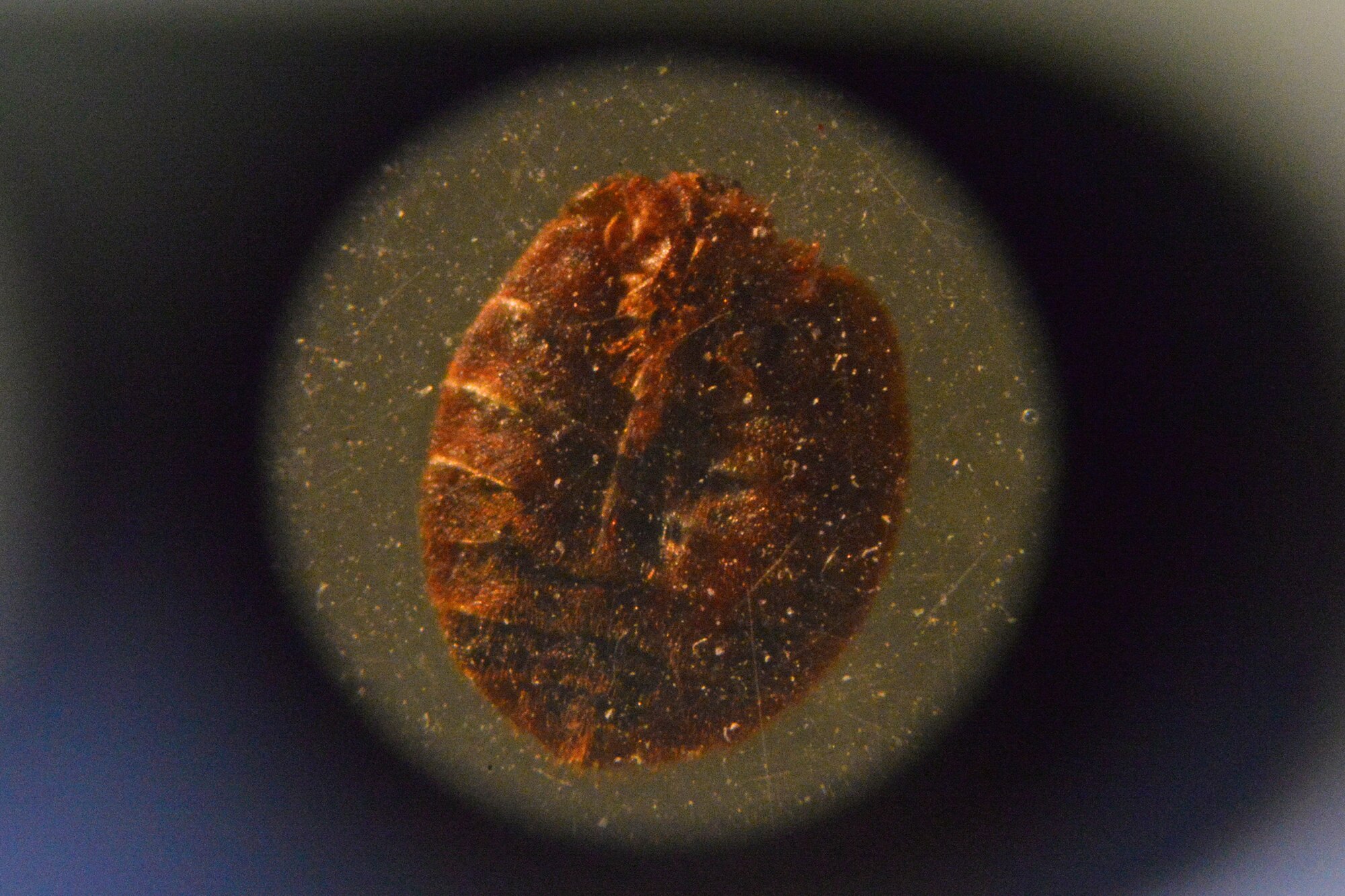 A bug is examined under a microscope May 24, 2016, at Malmstrom Air Force Base, Mont. Pests are sometimes brought back to the office to be viewed under a microscope to identify the species. (U.S. Air Force photo/ Airman 1st Class Daniel Brosam)