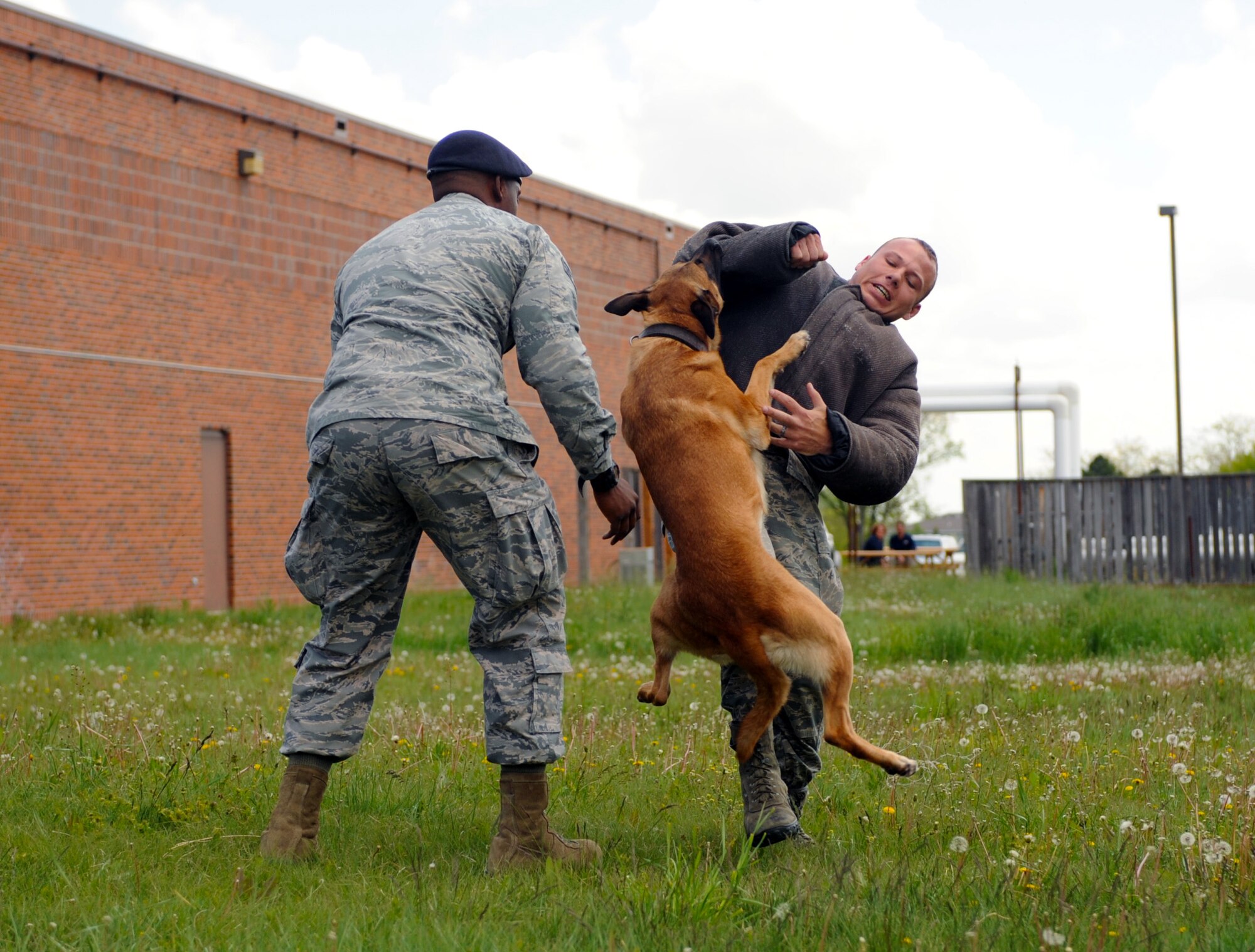 Senior Airman Gabriel Easler, 28th Security Forces Squadron military working dog handler and his partner, Nnicholas demonstrate a bite and hold technique during a demonstration at Ellsworth Air Force Base, S.D., May 17, 2016. The technique is used to hold an offender and holds an offender until back-up personnel can secure the individual. (U.S. Air Force photo by Airman 1st Class Denise M. Nevins/Released)