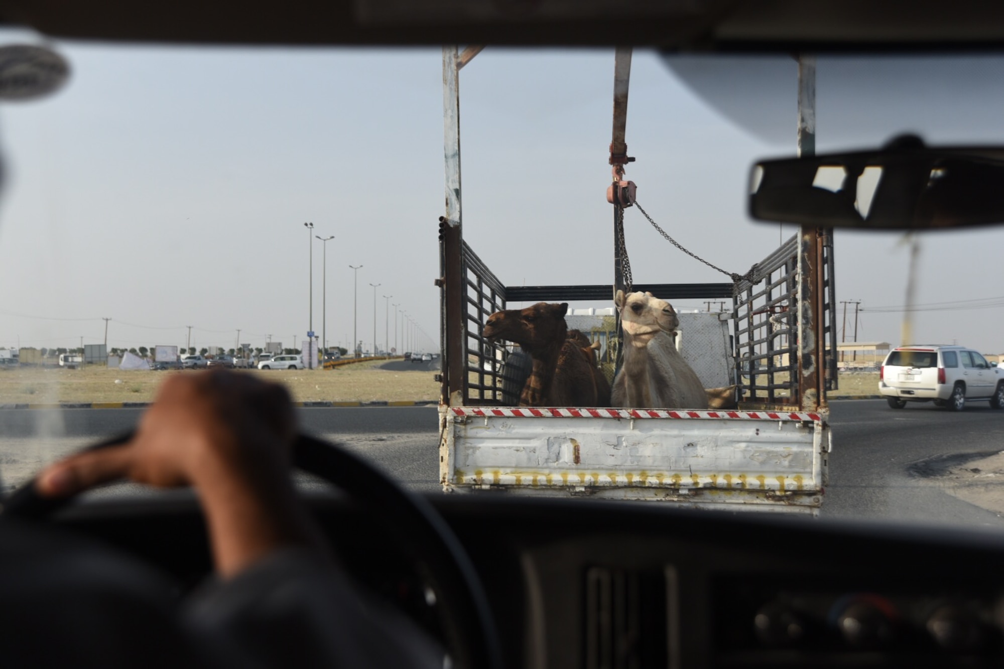 Two camels rest in the back of a truck on a highway in Kuwait, April 9, 2016. Camels are some of the many unique sights Airmen can witness while deployed. (U.S. Air Force photo by Airman 1st Class James L. Miller)
