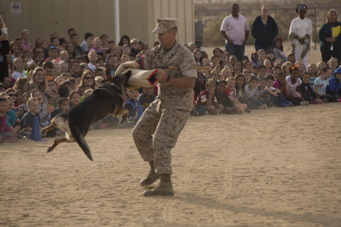 Baby, military working dog, Provost Marshal’s Office, attempts to subdue Staff Sgt. Charles Hardesty, kennel master, PMO, during a K-9 demonstration at Condor Elementary School aboard Marine Corps Air Ground Combat Center, Twentynine Palms, Calif., Oct. 27, 2016. The demo was conducted as part of Red Ribbon Week, a week of drug prevention education and advocacy to help the youth stay drug free. (Official Marine Corps photo by Cpl. Medina Ayala-Lo/Released)