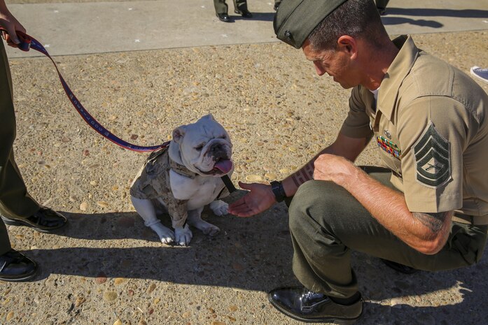 Gunnery Sgt. Jason P. Fitzgerald, company gunnery sergeant, Headquarters Company, Headquarters and Service Battalion, congratulates Cpl. Smedley D. Butler, depot mascot, Marine Corps Recruit Depot San Diego/Western Recruiting Region, on his promotion at MCRD San Diego, Nov. 3. Butler assists in recruiting efforts of the Western Recruiting Region as well as participates in all depot graduation ceremonies.