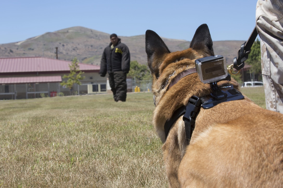 Uurzua, a military working dog with 1st Law Enforcement Battalion, 1st Marine Expeditionary Force, patiently awaits a command from his handler, Sgt. Dustin Campbell, during a training exercise at Camp Pendleton, Calif., Aug. 15, 2016. Uurzua and Campbell participate in various training exercises on a daily basis to strengthen their bond and effectiveness in communication. The team demonstrates their ability to respond to a time-sensitive situation when they are challenged with real-life scenarios. Campbell has been working with Uurzua since April 2016. (U.S. Marine Corps photo by Lance Cpl. Bradley J. Morrow)