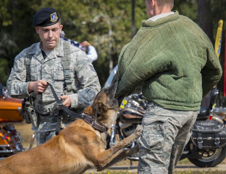Rex, apprehends an assailant during a bite demonstration with handler, Staff Sgt. Matthew Helma, 96th Security Forces Squadron, Nov. 5 at Eglin Air Force Base, Fla. The Air Force Armament Museum hosted the Northwest Florida 50th Vietnam War Commemoration Celebration event to honor veterans’ service and sacrifices.  Event activities included a MWD demonstration, explosive ordnance removal robots, Army Ranger reptile display, a speaker’s panel and an AC-130 tour.  (U.S. Air Force photo/Kristin Stewart)