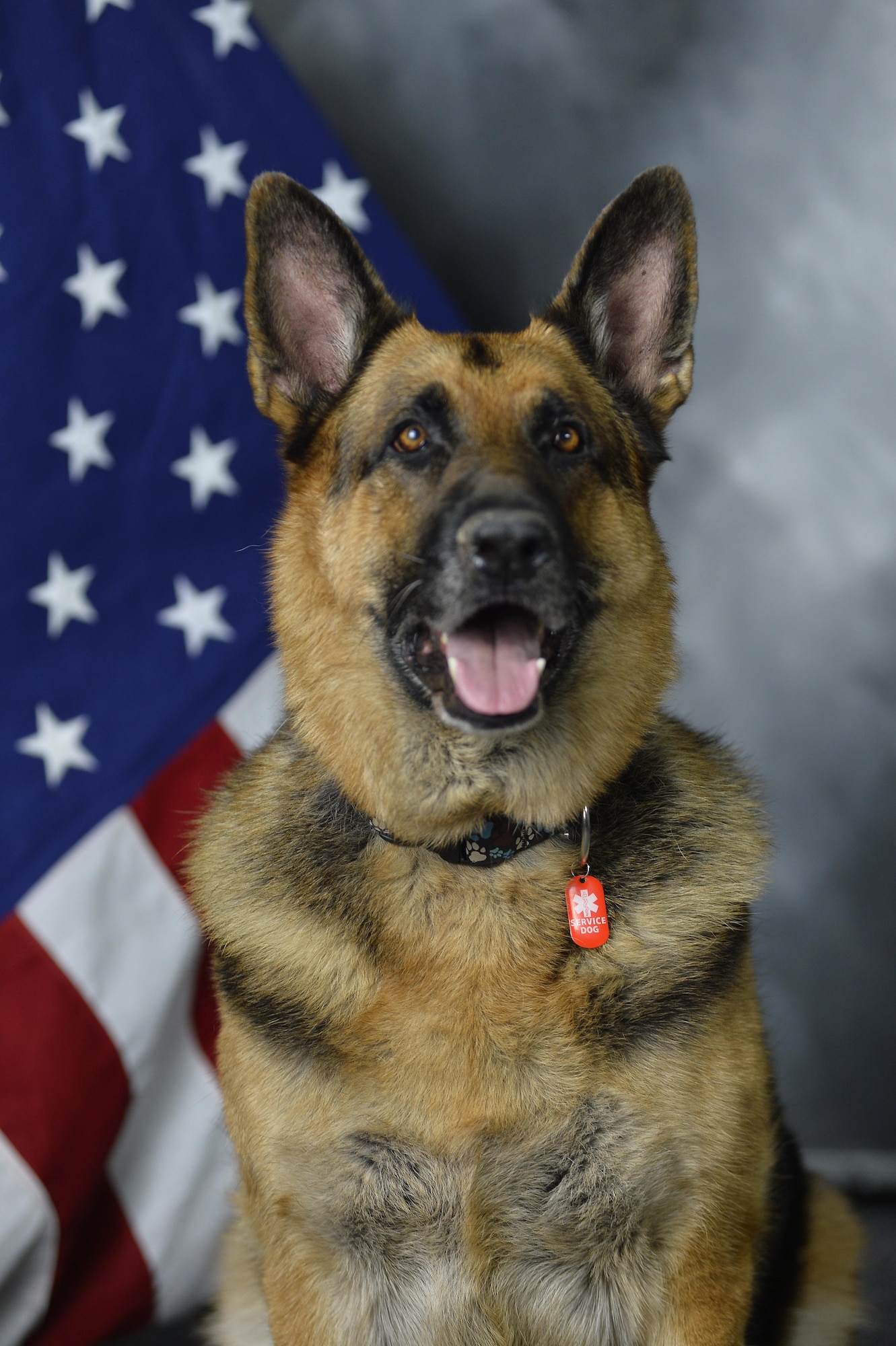 Jax is a German Shepherd who is completing training as a certified therapy dog for the 163rd Attack Wing at March Air Reserve Base. Jax poses for his official photo in the studio at March Air Reserve Base, California, Dec. 12, 2015. (U.S. Air National Guard photo by Master Sgt. Julie Avey)