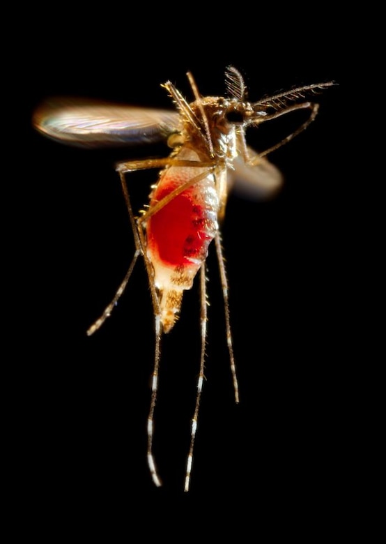 Zika virus is transmitted to people primarily through the bite of an infected Aedes species mosquito -- Aedes aegypti, shown here, and Aedes albopictus. The same mosquitoes spread dengue and chikungunya viruses. The mosquitoes typically lay eggs in and near standing water in things like buckets, bowls, animal dishes, flower pots and vases. They prefer to bite people and live indoors and outdoors near people. Mosquitoes that spread chikungunya, dengue, and Zika are aggressive daytime biters, but they can also bite at night. Mosquitoes become infected when they feed on a person already infected with the virus. Infected mosquitoes can then spread the virus to other people through bites. CDC photo by James Gathany