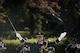 Members of the Japan Ground Self-Defense Force Honor Guard Band perform the Star-Spangled Banner at the Ministry of Defense in Tokyo, Japan, 7 Nov. 2016. The JGSDF held a welcoming ceremony for U.S. Air Force Chief of Staff Gen. David L. Goldfein as part of his first visit to the region as Air Force chief of staff. (U.S. Air Force photo by Staff Sgt. Michael Smith/Released) 
