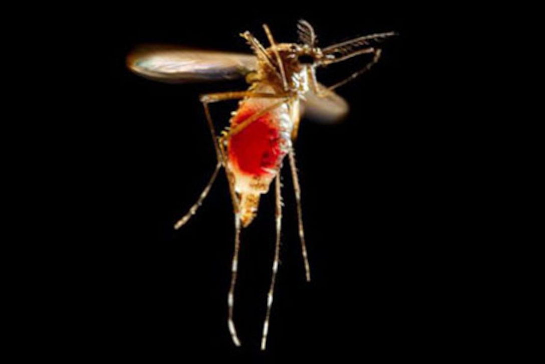 Zika virus is transmitted to people primarily through the bite of an infected Aedes species mosquito - Aedes aegypti, shown here, and Aedes albopictus. The same mosquitoes spread dengue and chikungunya viruses. Mosquitoes become infected when they feed on a person already infected with the virus. Infected mosquitoes can then spread the virus to other people through bites. CDC photo by James Gathany