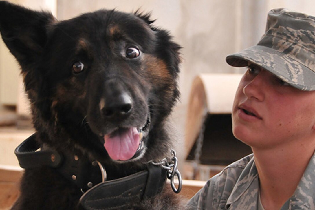 Air Force Staff Sgt. Kristen Smith, 332nd Expeditionary Security Forces Group K-9 handler, gives verbal positive reinforcement to her explosives-detection military working dog, Cezar. Air Force photo by Staff Sgt. Dilia Ayala