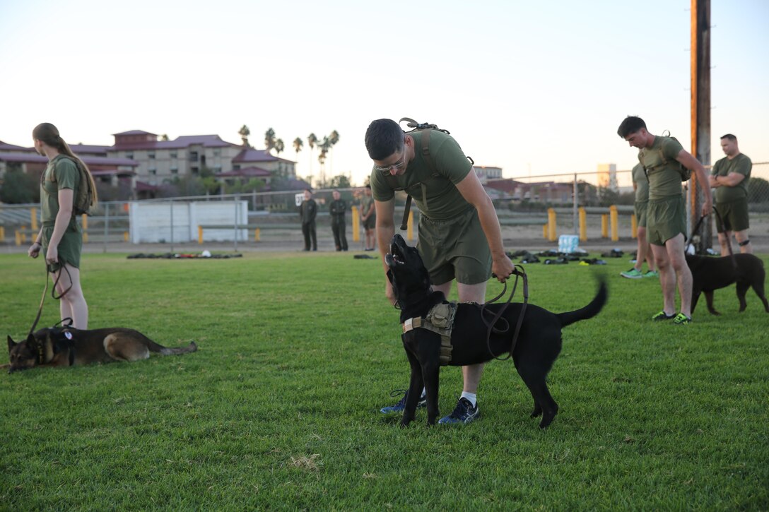 Marines and military working dogs with I Marine Expeditionary Force Headquarters Group prepare for a motivational run at Marine Corps Base Camp Pendleton, Calif., Nov. 10, 2016. The run was done in celebration of the 241st birthday of the United States Marine Corps. On Nov. 1, 1921, General John A. Lejeune, 13th Commandant of the Marine Corps, directed that Marines throughout the globe would celebrate their traditions on the Marine Corps Birthday, Nov. 10.  (U.S. Marine Corps photo by Pfc. Robert Bliss)