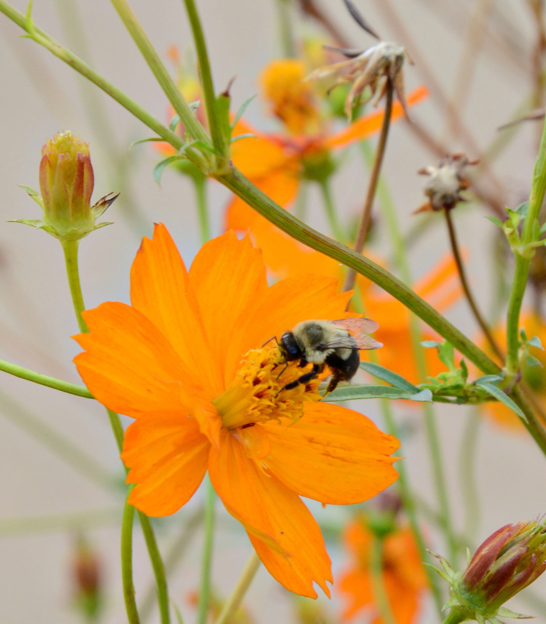An American bumble bee pollinates a flower here at Tinker. This season, John Lee is working closely with the 72nd Civil Engineering Directorate’s Natural Resources office to find and identify mainly monarch butterflies and bumblebees to help protect them. (Air Force photo by Kelly White)