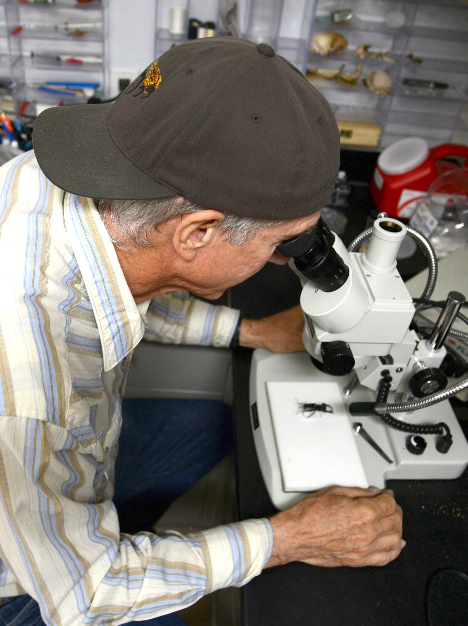 John Lee inspects an insect under a microscope in order to correctly identify it. Mr. Lee volunteers at the Natural Resources office to help collect and inventory insects found on Tinker Air Force Base, Okla.. (Air Force photo by Kelly White)