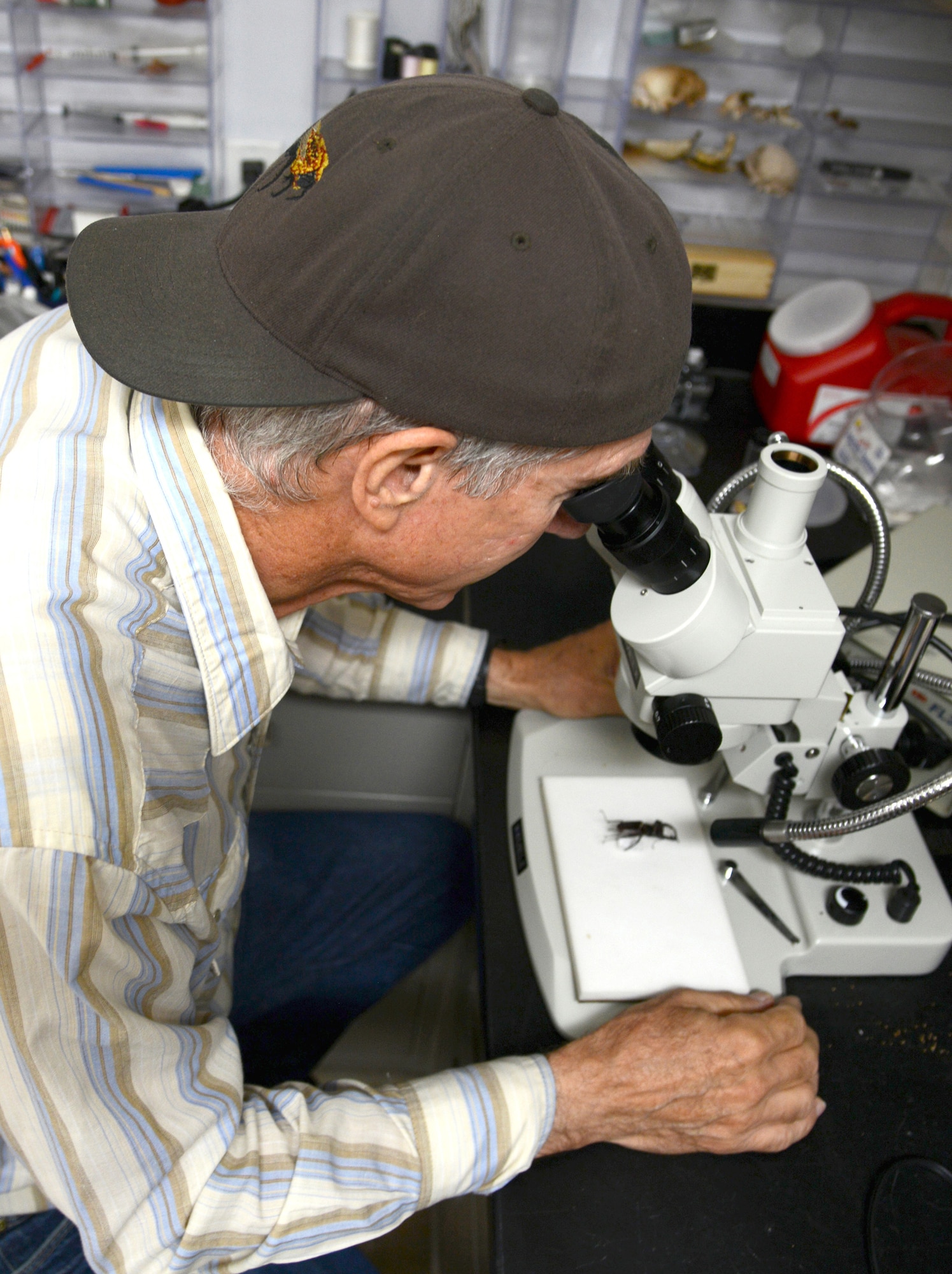 John Lee inspects an insect under a microscope in order to correctly identify it. Mr. Lee volunteers at the Natural Resources office to help collect and inventory insects found on Tinker Air Force Base, Okla.. (Air Force photo by Kelly White)