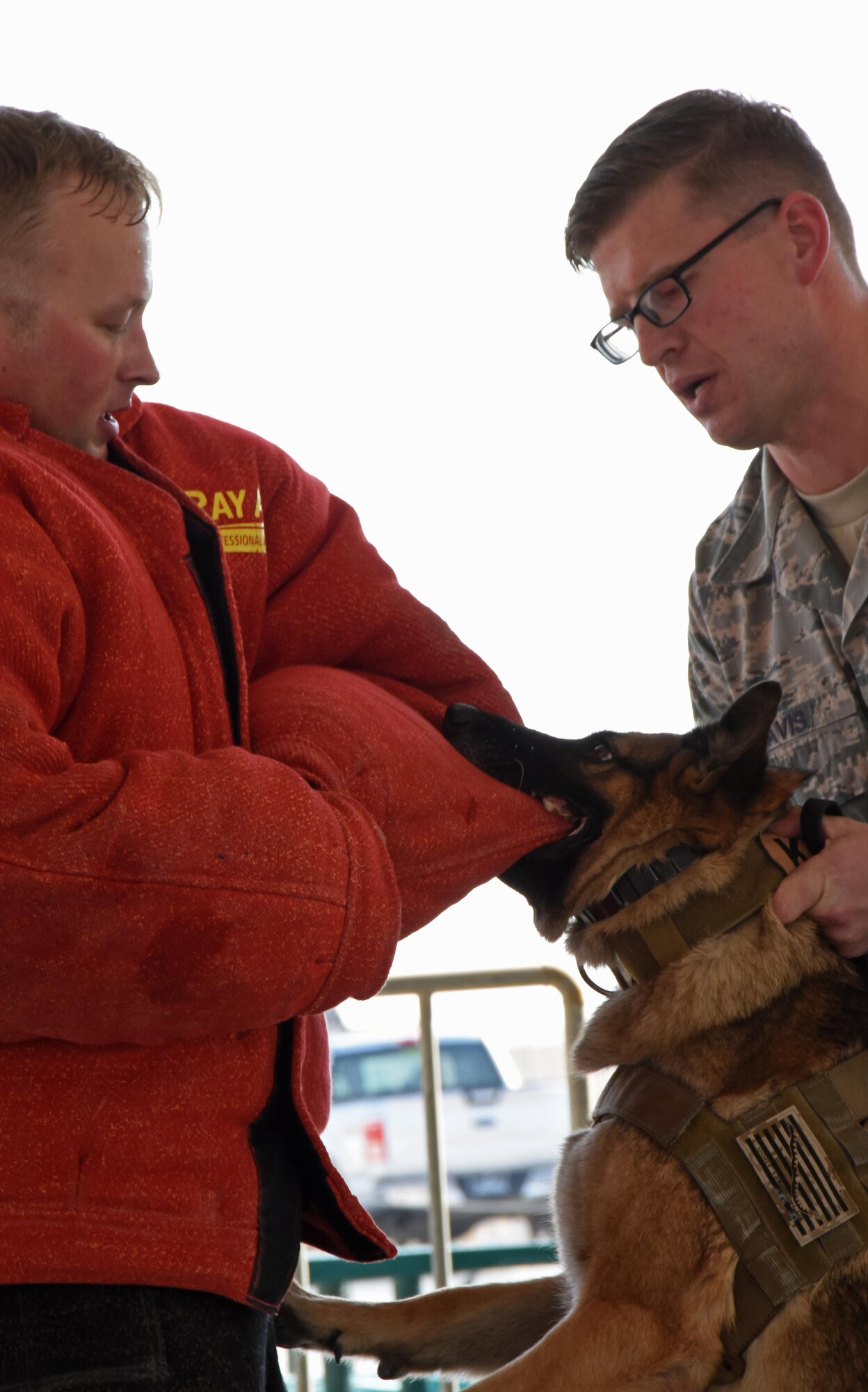 U.S. Air Force Tech. Sgt. Kevin Davis, right, instructs his assigned military working dog, Satie, to release her bite from U.S. Air Force Tech. Sgt.  Adam Klockziem, both dog handlers with the 379th Expeditionary Security Forces Squadron MWD section, during a Veterans Day MWD demonstration at Al Udeid Air Base, Qatar, Nov. 11, 2016. Military working dogs are trained not to release a bite until instructed to by their handlers. (U.S. Air Force photo by Senior Airman Cynthia A. Innocenti)