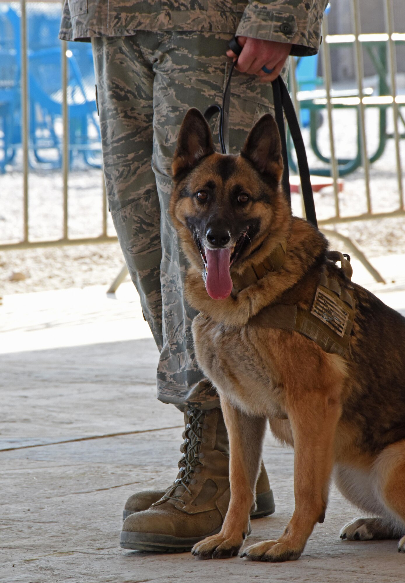 Satie, a U.S. Air Force military working dog, sits after being instructed to by U.S. Air Force Tech. Sgt. Kevin Davis, a dog handler with the 379th Expeditionary Security Forces Squadron MWD section, during a Veterans Day MWD demonstration at Al Udeid Air Base, Qatar, Nov. 11, 2016. Satie is a 5-year-old, German shepherd stationed at Shaw Air Force Base, SC. (U.S. Air Force photo by Senior Airman Cynthia A. Innocenti)