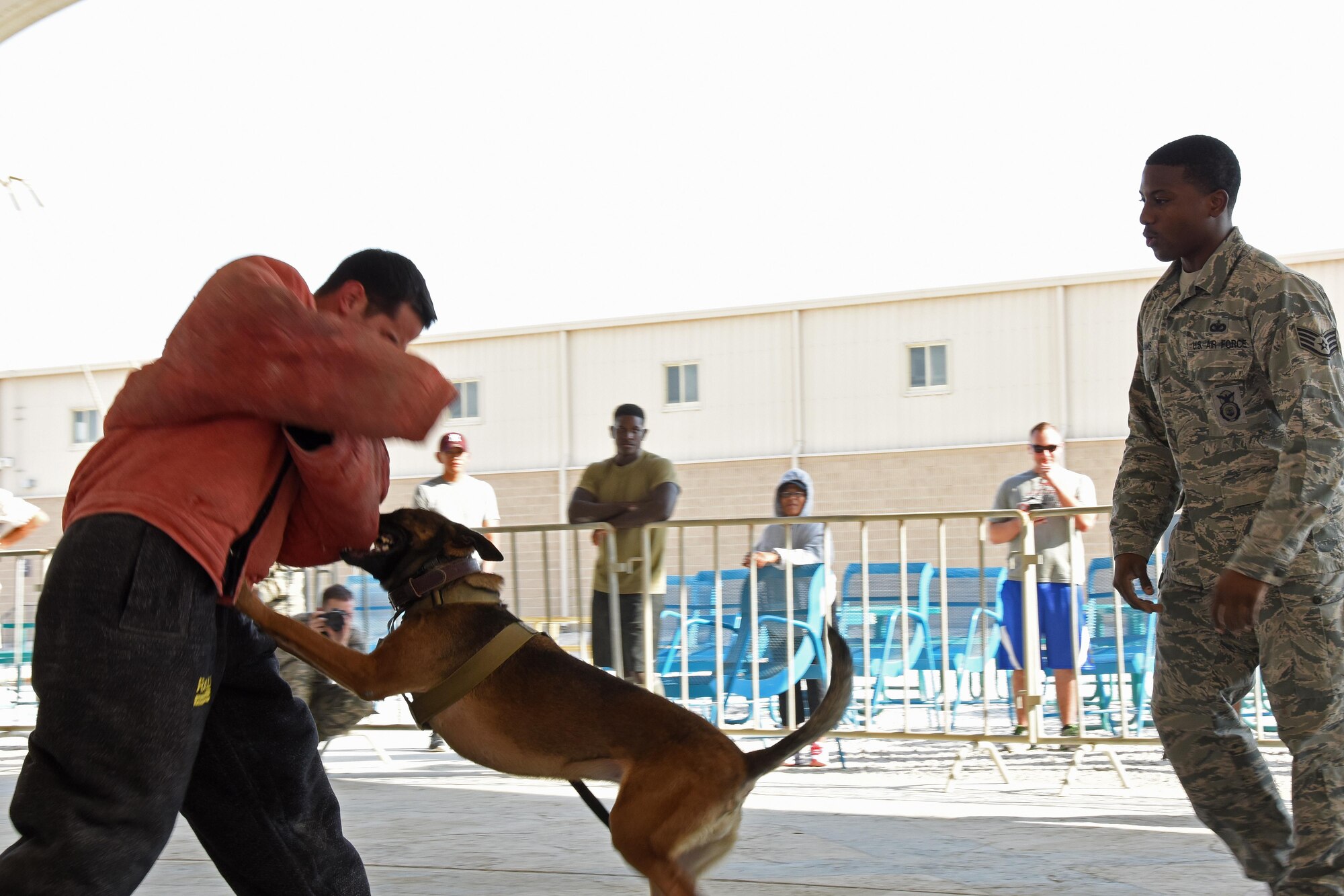 U.S. Air Force Staff Sgt. Mathis Williams, a dog handler with the 379th Security Forces Squadron military working dog section, observes as his assigned canine Oopal subdues an Airman acting as a decoy during a Veterans Day MWD demonstration at Al Udeid Air Base, Qatar, Nov. 11, 2016. The patrol training demonstration performed here is regular training for MWD handlers that is exercised multiple times a month. (U.S. Air Force photo by Senior Airman Cynthia A. Innocenti)