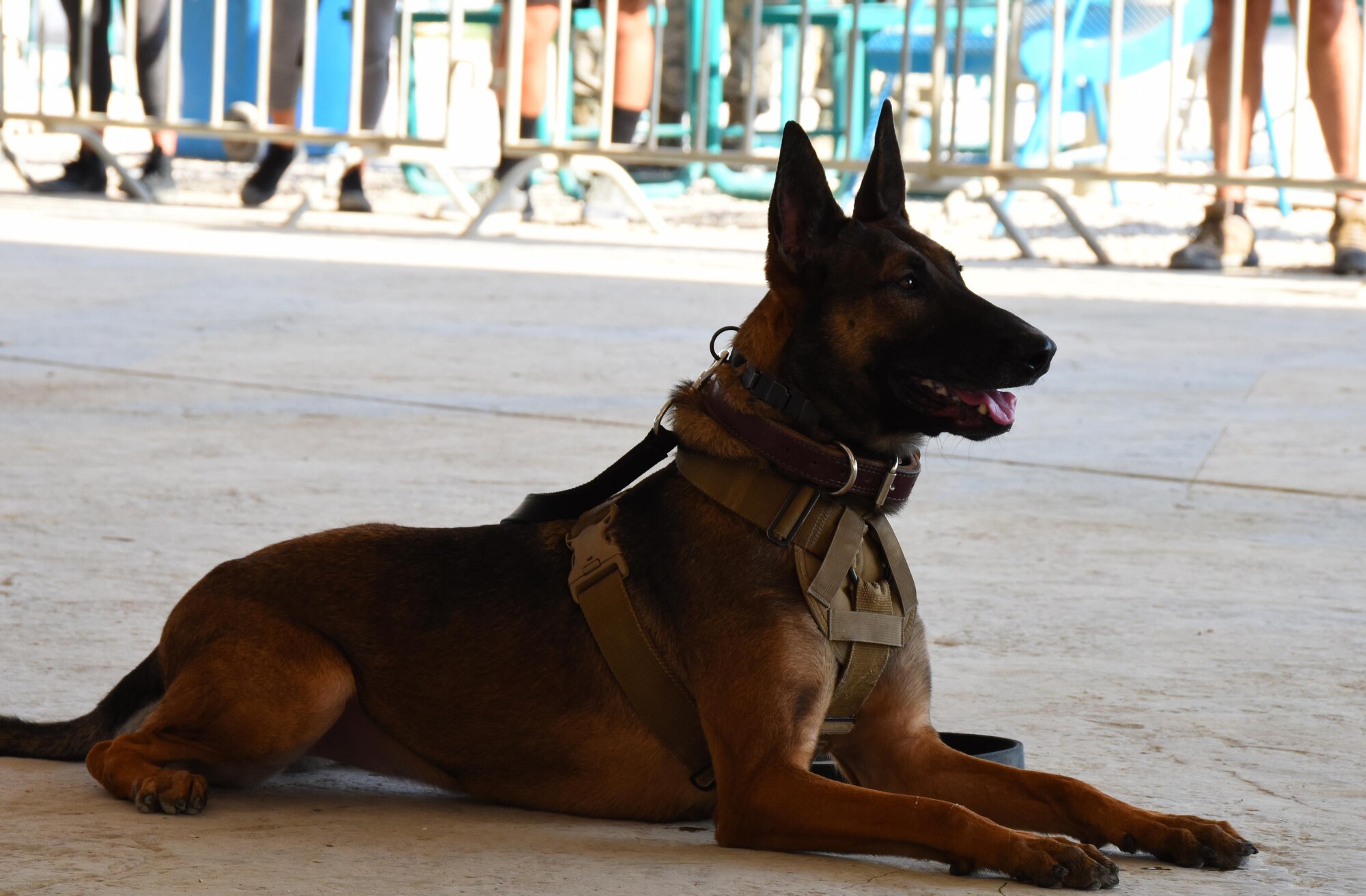 Oopal, a U.S. Air Force military working dog with the 379th Expeditionary Security Forces Squadron MWD section, waits for instruction from her handler during a Veterans Day MWD demonstration at Al Udeid Air Base, Qatar, Nov. 11, 2016. The double letter spelling in a military working dog’s name indicates they were born and raised in a Department of Defense program operated in the U.S. (U.S. Air Force photo by Senior Airman Cynthia A. Innocenti)