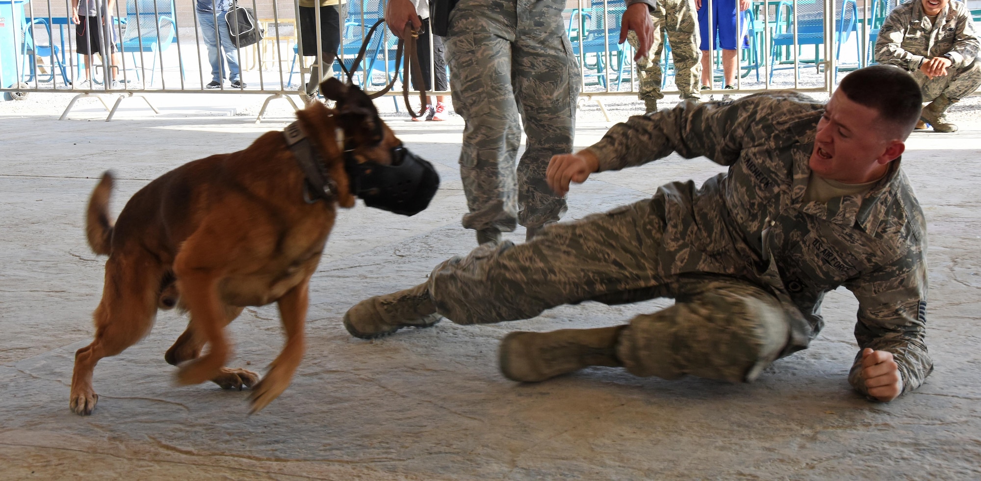 Miki, a U.S. Air Force military working dog, lunges at U.S. Air Force Staff Sgt. Kevin Saicheck, a MWD trainer with the 379th Expeditionary Security Forces Squadron MWD section, during a Veterans Day MWD demonstration at Al Udeid Air Base, Qatar, Nov. 11, 2016. The muzzle aggression exercise performed here is used to prevent canines from getting used to solely MWD equipment like body suit protective gear. (U.S. Air Force photo by Senior Airman Cynthia A. Innocenti)