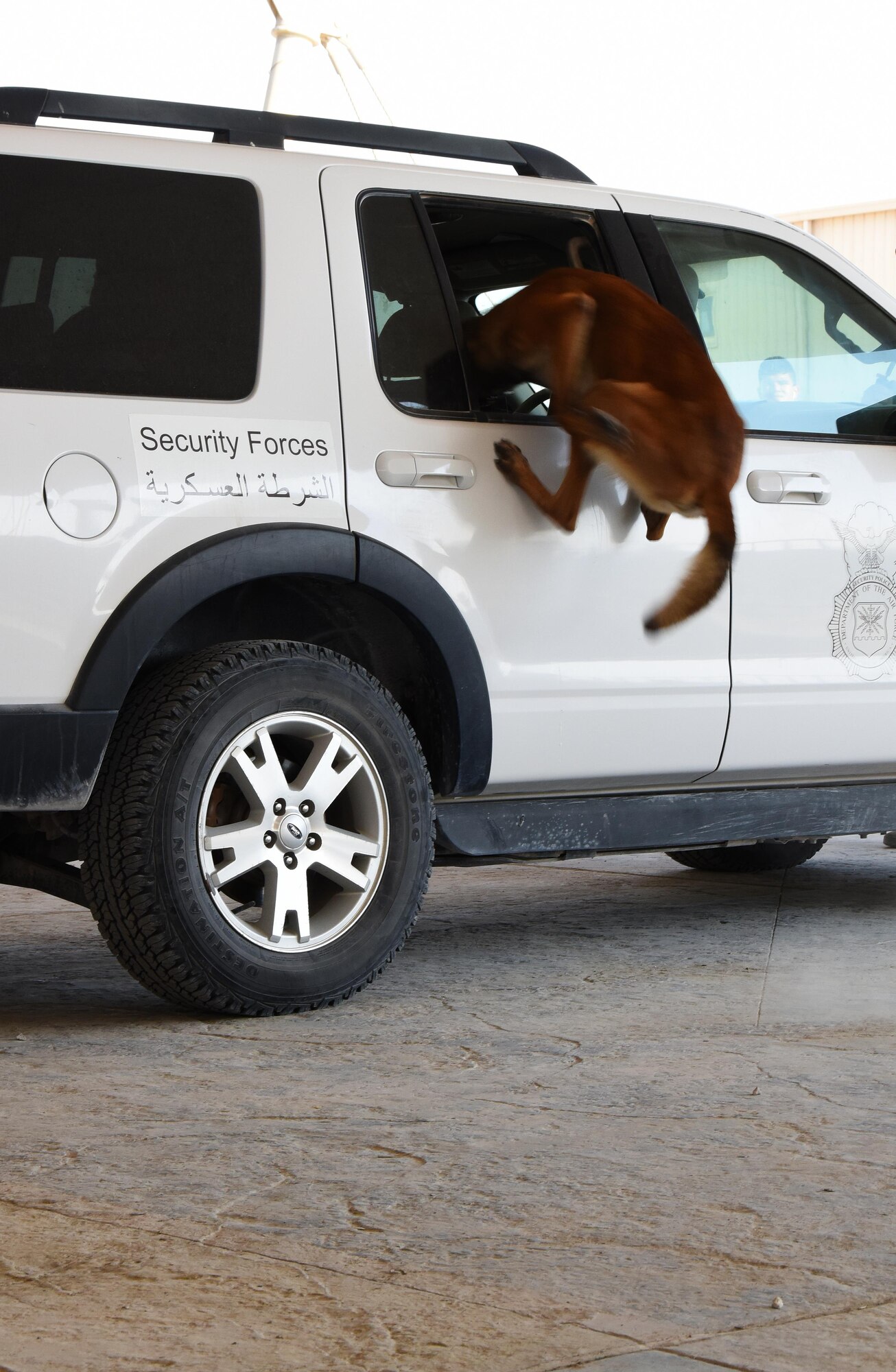 TToby, a U.S. Air Force military working dog with the 379th Expeditionary Security Forces Squadron MWD section, jumps into a window to extract an Airman acting as a decoy during a Veterans Day MWD demonstration at Al Udeid Air Base, Qatar, Nov. 11, 2016. Extraction exercises are executed to train military working dogs for high risk situations with individuals unwilling to exit a vehicle. (U.S. Air Force photo by Senior Airman Cynthia A. Innocenti)