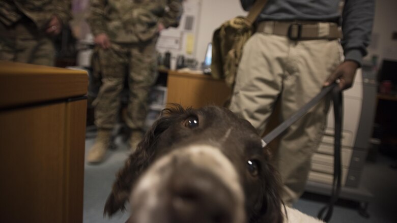 Jed, a vehicle-borne IED survivor, rescue dog and health-assisted therapy dog visits the 455th Expeditionary Force Support Squadron personnel support for contingency operations team Nov. 10, 2016 at Bagram Airfield, Afghanistan. Jed visits units alongside 455th Air Expeditionary Wing chapel teams to offer stress relief for deployed service members. (U.S. Air Force photo by Staff Sgt. Katherine Spessa) 