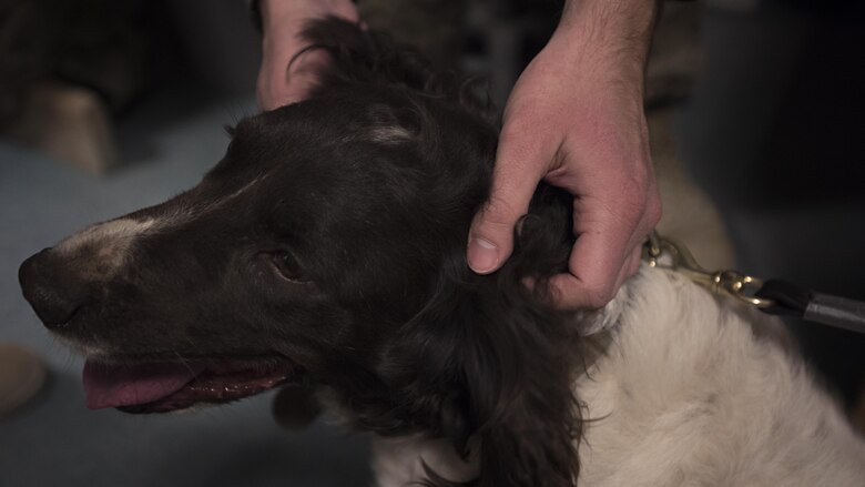 Staff Sgt. Aaron Hall, 455th Expeditionary Force Support Squadron personnel support for contingency operations NCO in charge of casualty and sustainment, pets Jed, a vehicle-borne IED survivor, rescue dog and health-assisted therapy dog Nov. 10, 2016 at Bagram Airfield, Afghanistan. Units can request a visit from Jed through the 455th Air Expeditionary Wing chapel staff by completing a request form at their sharepoint site: https://portal.afcent.af.mil/afcent/wings/455/spstf/HC/Pages/default.aspx. (U.S. Air Force photo by Staff Sgt. Katherine Spessa) 
