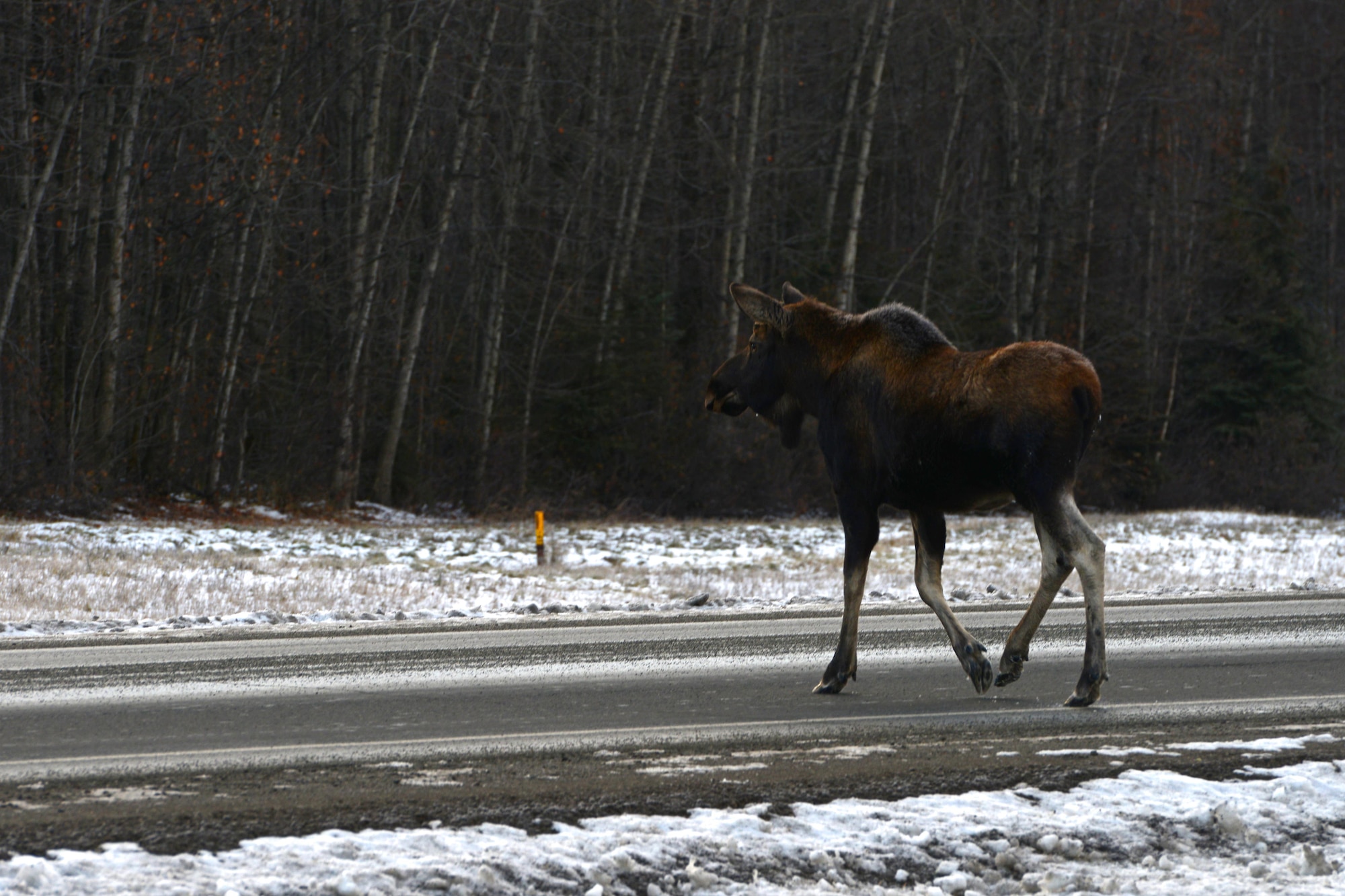 A moose crosses Vandenberg Avenue at Joint Base Elmendorf-Richardson, Alaska, Nov. 1, 2016. Moose are not normally aggressive, but they can be dangerous if provoked. 
