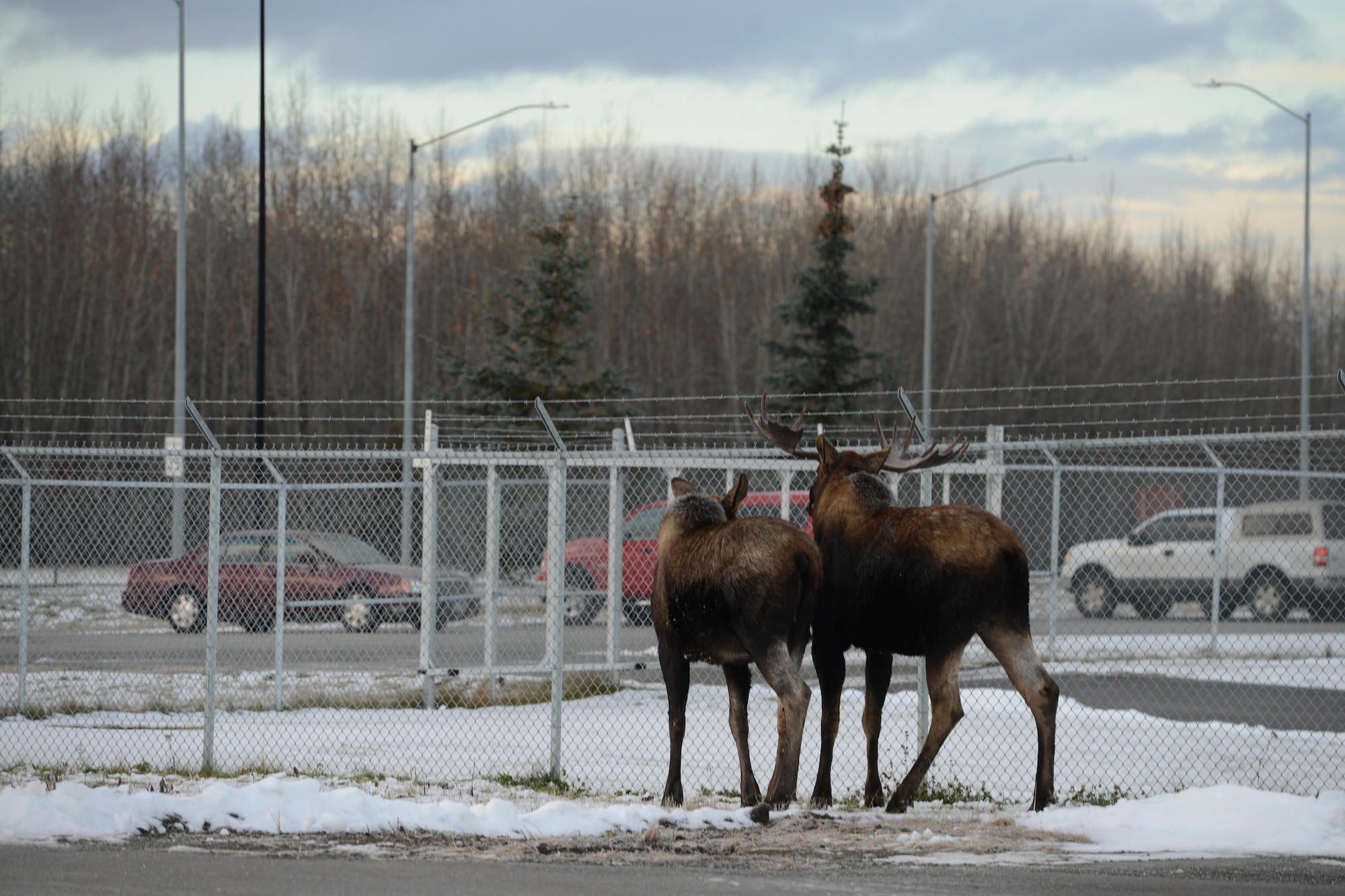 Moose graze by the 525th Fighter Squadron at Joint Base Elmendorf-Richardson, Alaska, Nov. 1, 2016. According to the Alaska Department of Fish and Game, more people are injured by moose than bears. 