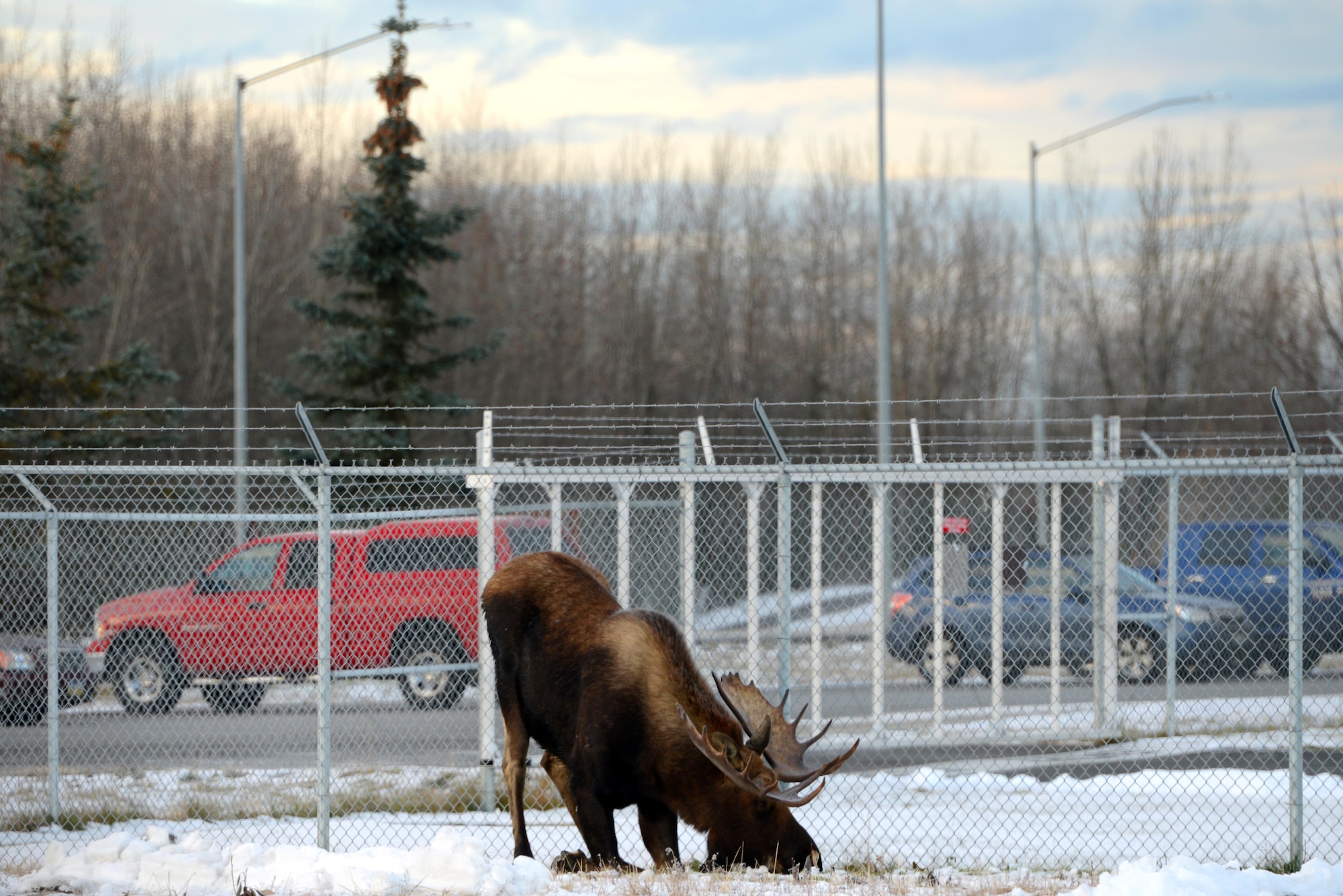 A moose stops for a mid-morning snack near the 525th Fighter Squadron at Joint Base Elmendorf-Richardson, Alaska, Nov. 1, 2016. Alaska-Yukon moose are the largest in the world. 