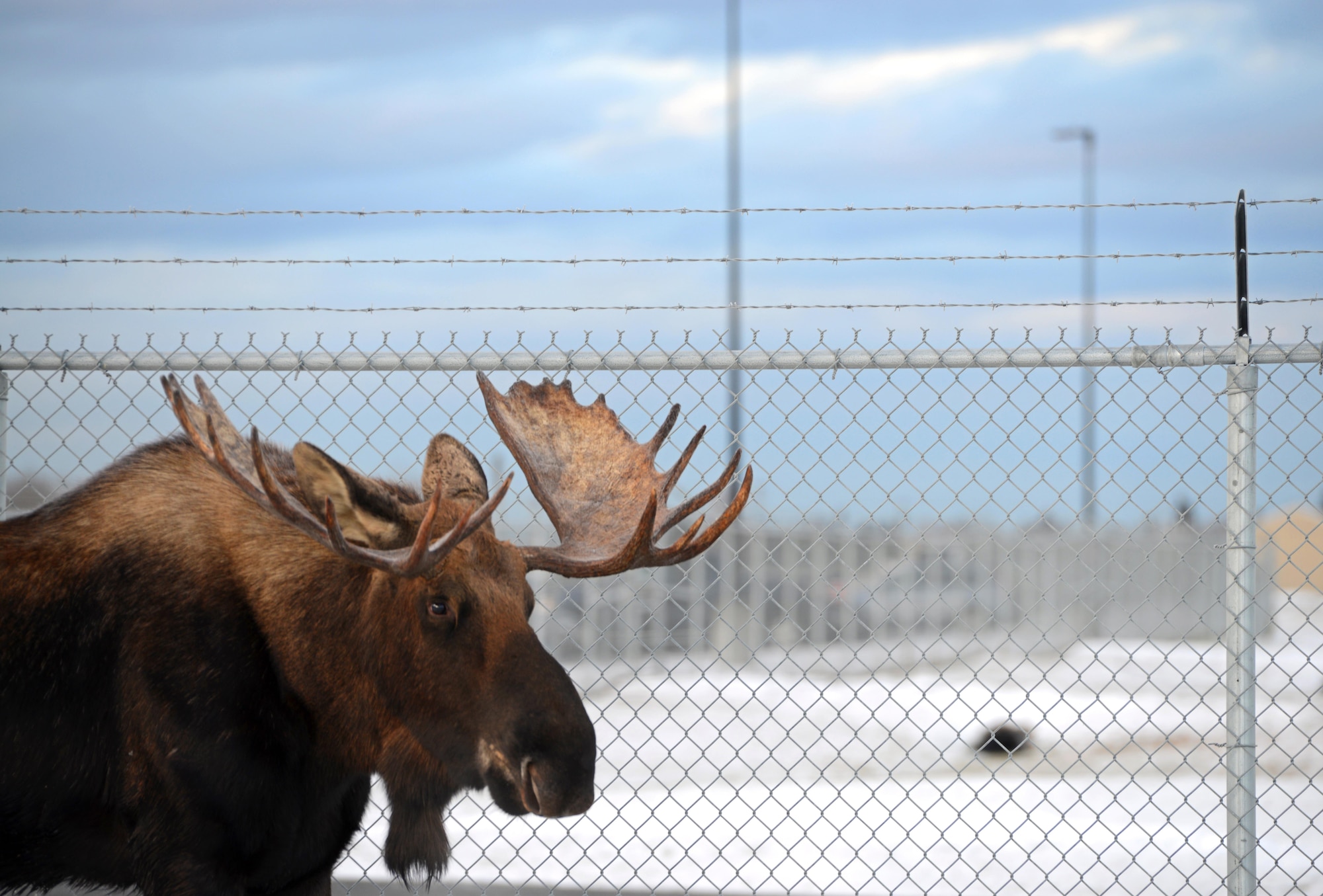 A moose walks along the fence line near the 525th Fighter Squadron at Joint Base Elmendorf-Richardson, Alaska, Nov. 1, 2016. Moose are common at JBER, at times resting near housing communities on base. 