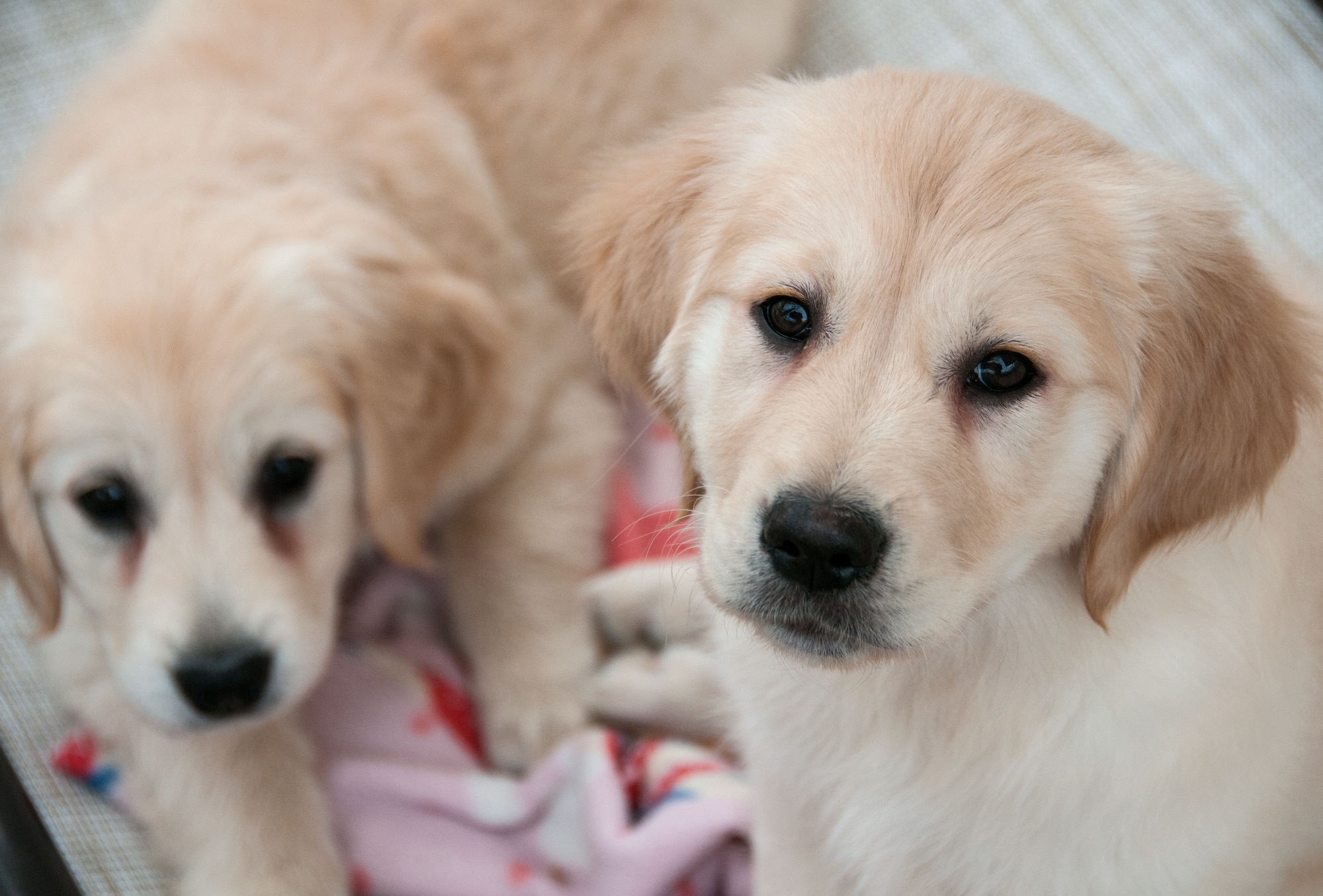These two golden retriever puppies are some of the newest recruits for Warrior Canine Connection, a nonprofit that trains service dogs to help wounded warriors. Research has shown that dogs can help with the physical and emotional effects of traumatic injuries. (U.S. Air Force photo/Sean Kimmons) 