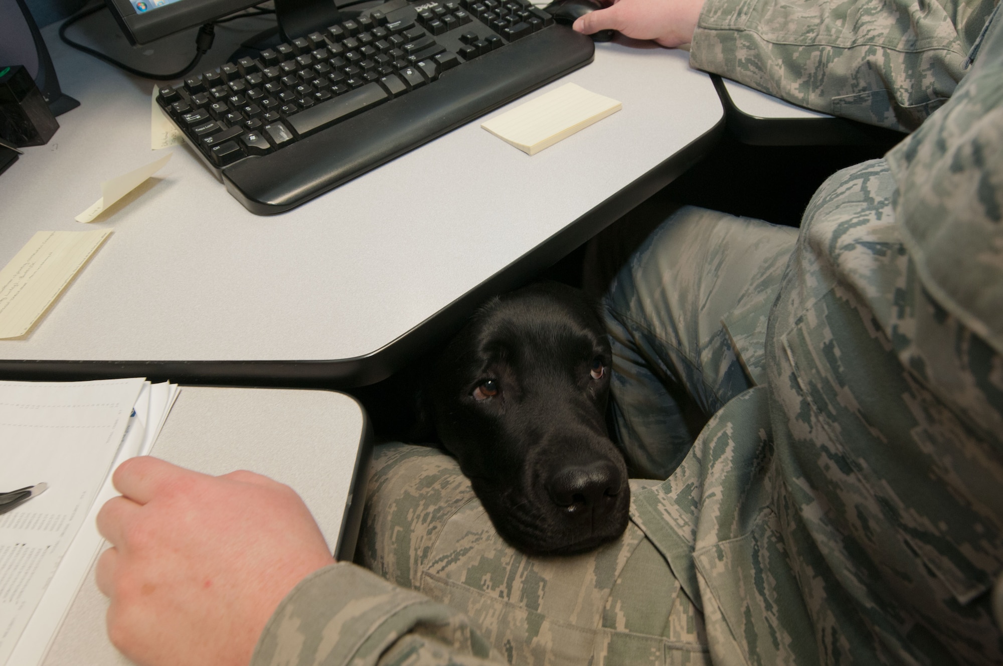 Luke, a service dog, rests his head on the lap of Staff Sgt. Ryan Garrison as he completes work at the Defense Courier Station-Baltimore on Fort Meade, Md., March 29, 2016. The Labrador goes everywhere with Garrison to assist in the Airman’s recovery from a combat-related injury. (U.S. Air Force photo/Sean Kimmons)