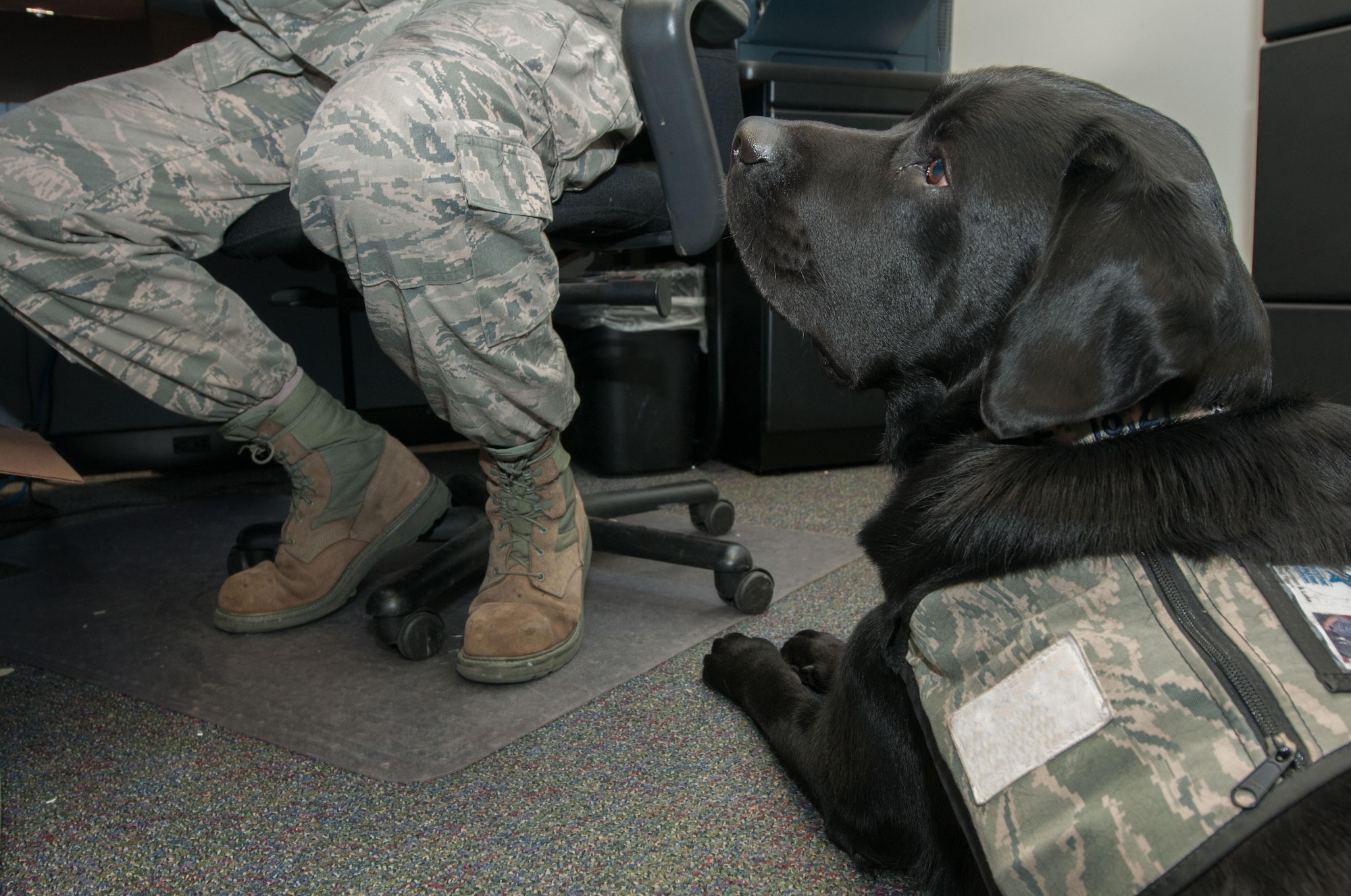 Luke, a service dog, lies at the feet of Staff Sgt. Ryan Garrison as he completes work at the Defense Courier Station-Baltimore on Fort Meade, Md., March 29, 2016. Luke goes everywhere with Garrison to assist in the Airman’s recovery from a combat-related injury. (U.S. Air Force photo/Sean Kimmons)