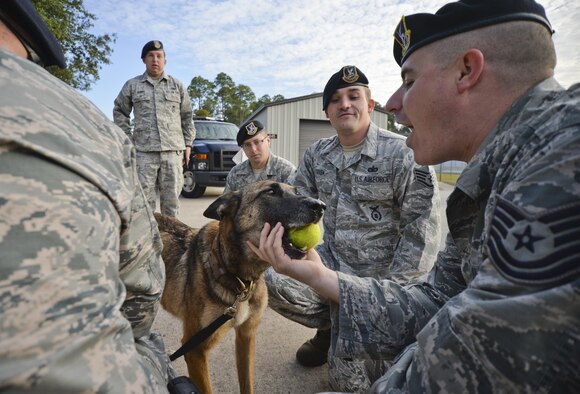 Retired U.S. Air Force Military Working Dog, Mica T204, greets former coworkers from the 325th Security Forces Squadron Military Working Dog section one last time before her symbolic final patrol Nov. 14, 2016 at Tyndall Air Force Base. Mica was diagnosed with an aggressive cancer and was retired from service February 2016. Major Mari Metzler, 325th Aerospace Medical Squadron aerospace physiology flight commander, adopted Mica after she was released from the MWD section. (U.S. Air Force photo by Tech. Sgt. Javier Cruz/Released)