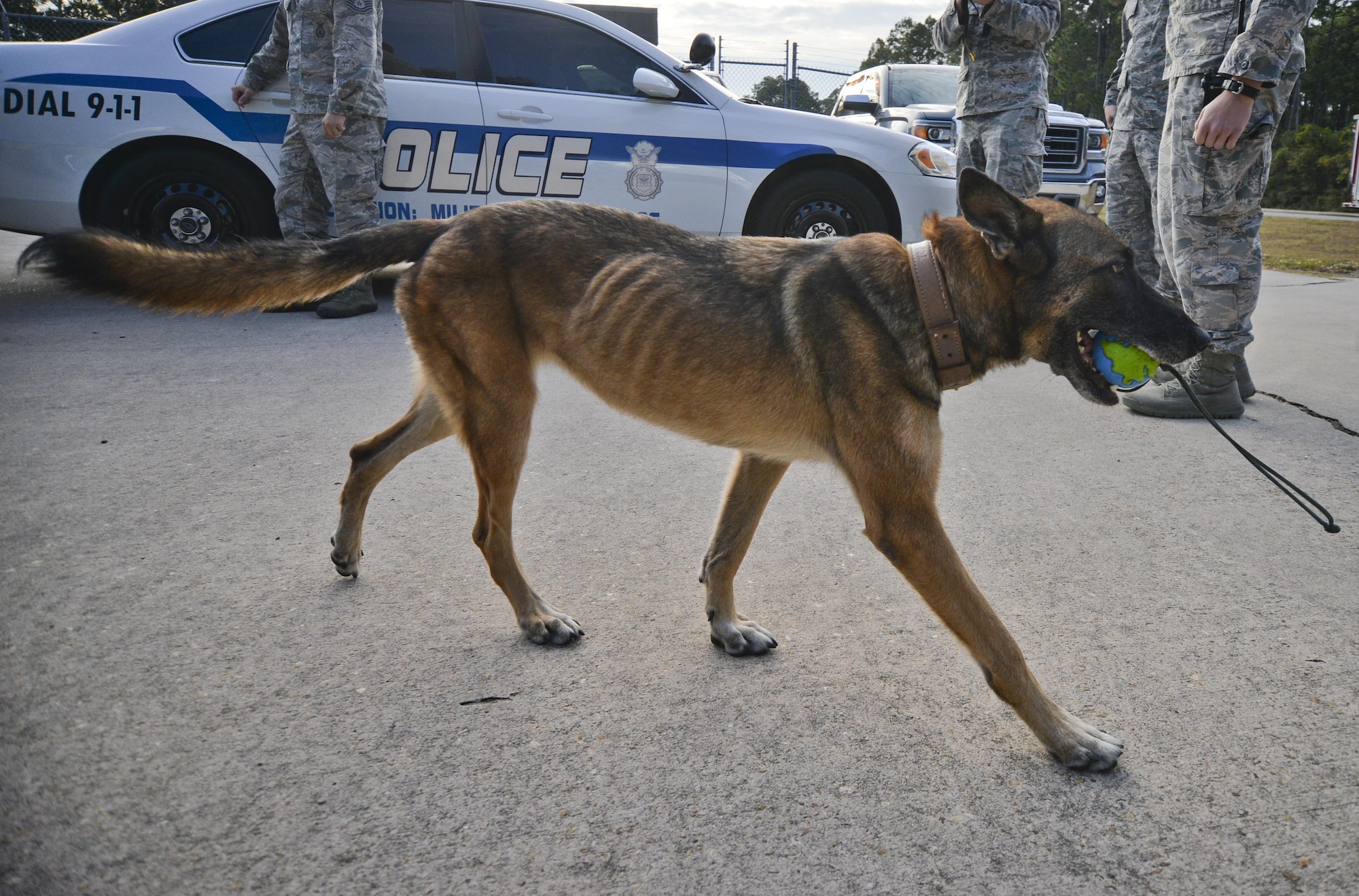 Retired U.S. Air Force Military Working Dog, Mica T204, carries a toy while waiting for her final patrol to begin Nov. 14, 2016 at Tyndall Air Force Base. Mica was diagnosed with an aggressive cancer and was retired from service in February 2016. Major Mari Metzler, 325th Aerospace Medical Squadron aerospace physiology flight commander, adopted Mica after she was released from the MWD section. (U.S. Air Force photo by Tech. Sgt. Javier Cruz/Released)