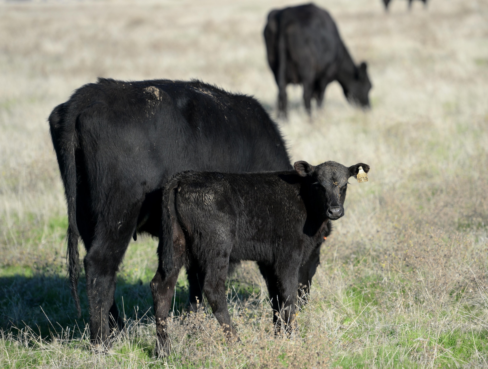 A calf pauses from grazing in a pasture on Beale Air Force Base, California, Nov. 14, 2016. Beale leases 12,000 acres for cattle to graze on during the winter and spring months. (U.S. Air Force photo/Airman Tristan D. Viglianco)