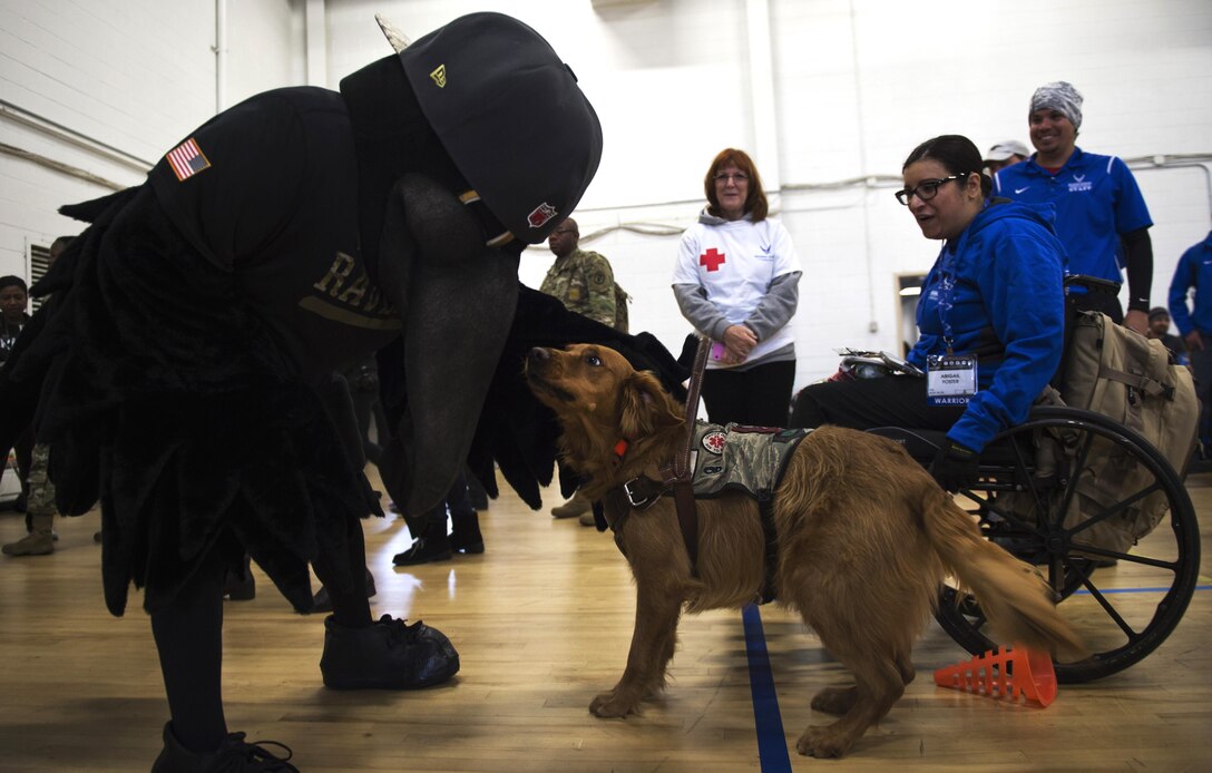 Poe, Baltimore Ravens mascot, pets a service dog during the Northeast Region Warrior CARE Event at Joint Base Andrews, Md., Nov. 14, 2016. Service canines can help with anything from mobility to post-traumatic stress disability and are considered medical equipment and are recognized by the Americans with Disabilities Act of 1990, an agency of the U.S. Department of Justice Civil Rights Division. The events are a part of a week-long program that features education in Caregiver Support, Adaptive and Rehabilitative Sports, Recovering Airman Mentorship, and Employment and Career Readiness. (U.S. Air Force photo by Senior Airman Philip Bryant)