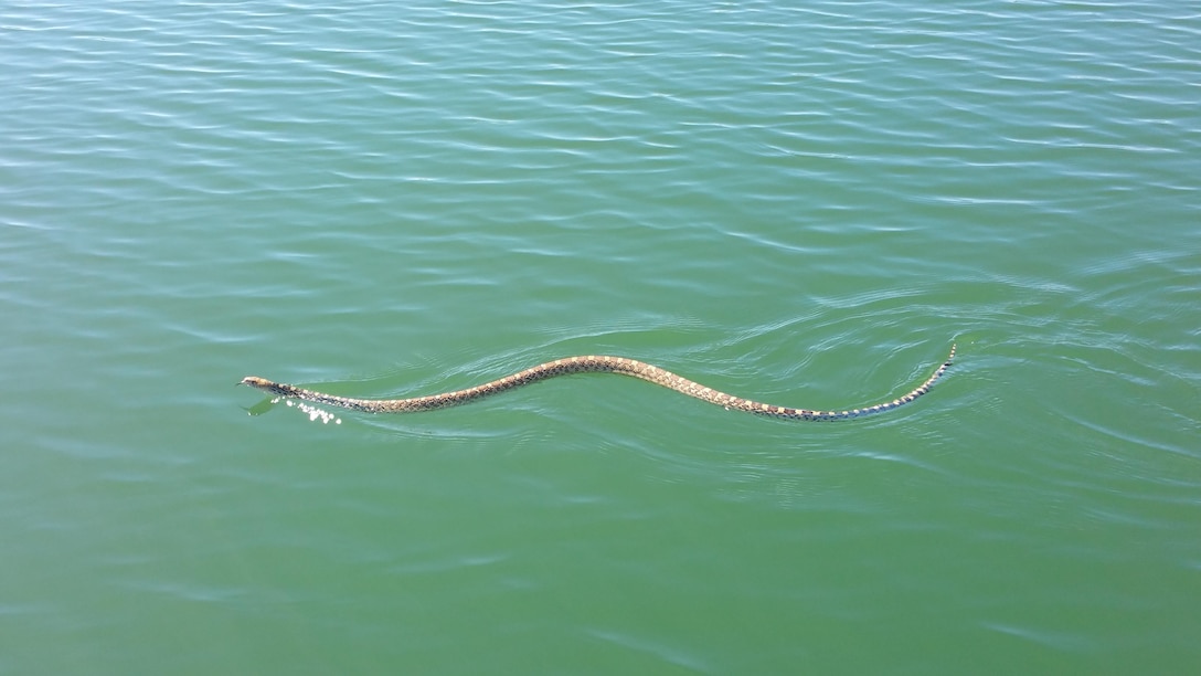 CONCHAS LAKE, N.M. – A bullsnake takes a swim in the lake, June 27, 2016. Photo by Taylor Atwood. This was a 2016 Photo Drive entry.