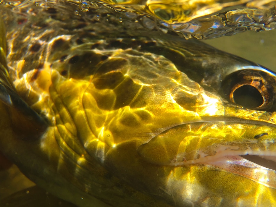 ABIQUIU DAM, N.M. – This underwater photo is a close-up of a brown trout. It was taken during a N.M. Game and Fish electro fishing survey of the Rio Chama below the dam, March 15, 2016. Photo by Austin Kuhlman. This 2016 Photo Drive entry tied for third place based on employee voting.