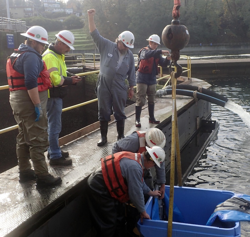 Maintenance workers and fish-rescue team members release a white sturgeon rescued from the bottom of the Hiram M. Chittenden Locks during the annual maintenance pump out November 10. Each year, Corps natural resource staff, fish biologists, scientists and volunteers go on a fish-rescue mission when the locks are drained. To ensure Endangered Species Act listed fish are safe, the team must capture, haul them out of the 50-foot deep chamber and release them. The team doesn’t limit its efforts to ESA listed species and this year the rescue included an estimated 100-pound sturgeon.