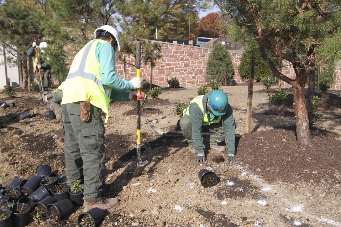 ARLINGTON, Va. -- Contractors plant trees at Arlington National Cemetery’s Millennium Project; a 27-acre expansion project, which adds nearly 30,000 burial and niche spaces to the cemetery here November 16, 2016. The $64 million project is scheduled to be complete and turned over to the cemetery this winter. (U.S. Army photo/Patrick Bloodgood)