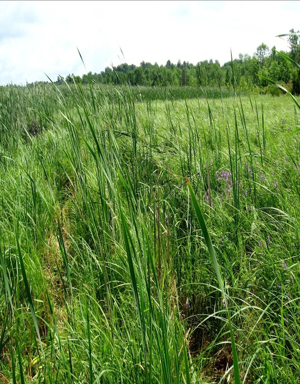 Cattails near one of biologist Kathleen Buckler's sampling sites.