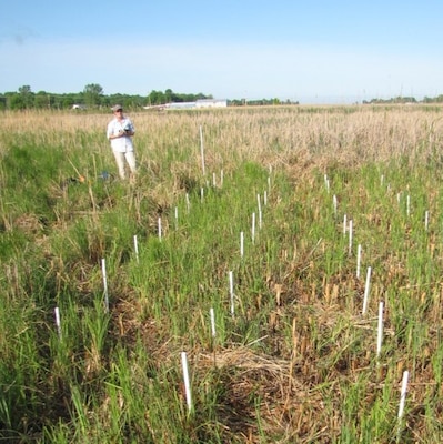 Biologist Kathleen Buckler takes a moment to review the sampling area she set up. 