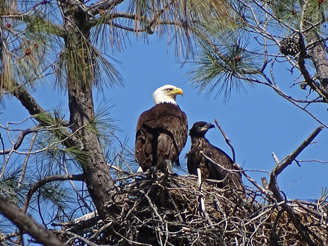 After four years of no offspring, Eastman Lake bald eagles finally had a successful breeding season. An 8 week old fledgling and its parent are seen here on May 10, 2016. Bald eagles have been known to nest at Eastman Lake since 1993. Counting this year's offspring, the grand total of bald eagles that have successfully fledged their nests at Eastman Lake is 39. Photo by Eric Schaal.