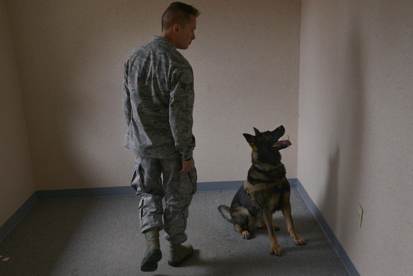 U.S. Air Force Senior Airman Benjamin Howard, 633rd Security Forces Squadron military working dog handler, searches for explosive training aids with Rony, a 633rd SFS MWD, at Joint Base Langley-Eustis, Va., Nov. 29, 2016. The canine and handler searched through rooms to find simulated explosive threats. (U.S. Air Force photo by Airman 1st Class Tristan Biese)