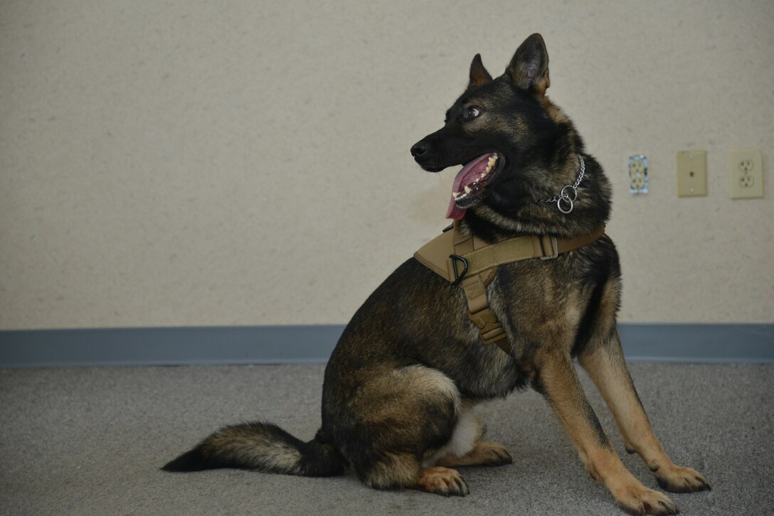 Rony, a 633rd Security Forces Squadron military working dog, finds an explosive training aid during detection training at Joint Base Langley-Eustis, Va., Nov. 29, 2016. After detecting threats, the canines are trained to sit, signaling the threats location. (U.S. Air Force photo by Airman 1st Class Tristan Biese)
