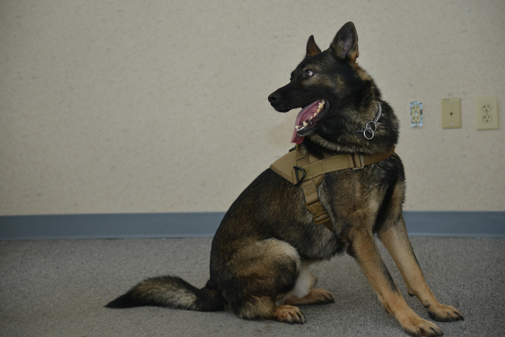 Rony, a 633rd Security Forces Squadron military working dog, finds an explosive training aid during detection training at Joint Base Langley-Eustis, Va., Nov. 29, 2016. After detecting threats, the canines are trained to sit, signaling the threats location. (U.S. Air Force photo by Airman 1st Class Tristan Biese)