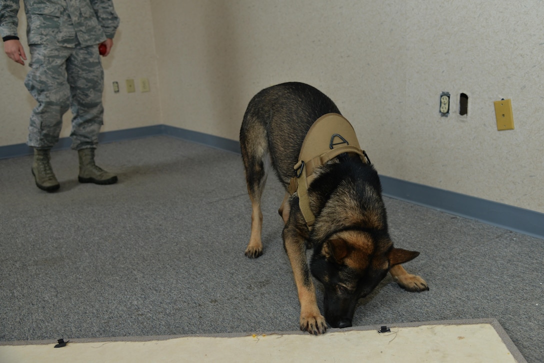 Rony, a 633rd Security Forces Squadron military working dog, searches for explosive training aids during detection training at Joint Base Langley-Eustis, Va., Nov. 29, 2016. In addition to their detection capabilities MWDs are also trained to locate and attack suspects. (U.S. Air Force photo by Airman 1st Class Tristan Biese)